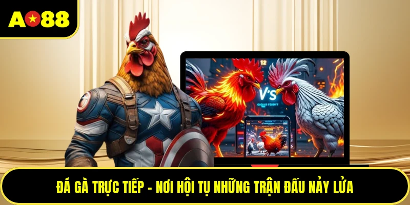 Đá Gà Trực Tiếp - Nơi Hội Tụ Những Trận Đấu Nảy Lửa
